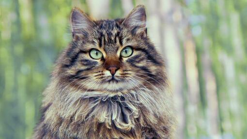 Kitten sales siberian cat